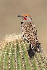 Gilded Flicker