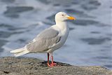 Glaucous Gull