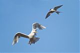 Glaucous Gullborder=