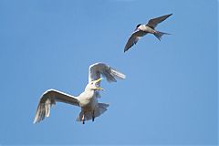 Glaucous Gull