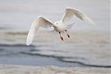 Glaucous Gull