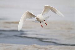 Glaucous Gull