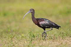 Glossy Ibis