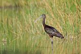 Glossy Ibis