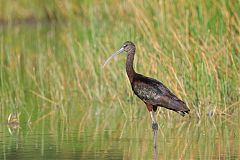 Glossy Ibis