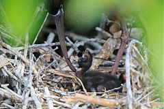 Glossy Ibis