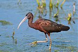 Glossy Ibis