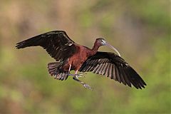 Glossy Ibis