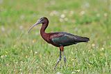 Glossy Ibis