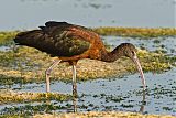 Glossy Ibis