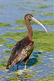 Glossy Ibis