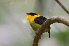 Golden-collared Manakin