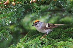 Golden-crowned Kinglet