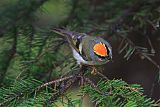 Golden-crowned Kinglet