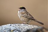 Golden-crowned Sparrow