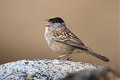 Golden-crowned Sparrow