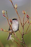 Golden-crowned Sparrow