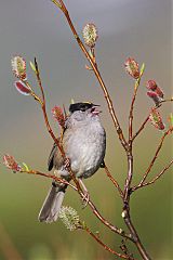 Golden-crowned Sparrow