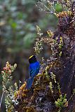 Golden-crowned Tanager