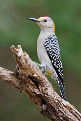 Golden-fronted Woodpecker