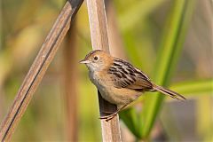 Golden-headed Cisticola