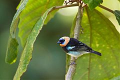 Golden-hooded Tanager