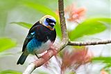 Golden-hooded Tanager