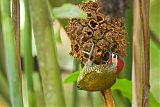 Golden-olive Woodpeckerborder=