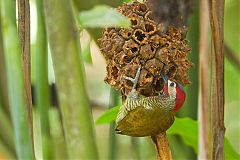 Golden-olive Woodpecker