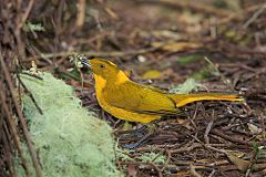 Golden Bowerbird