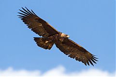 Golden Eagle