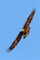 Golden Eagle