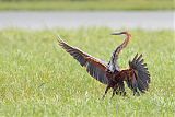 Goliath Heron