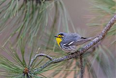 Grace's Warbler