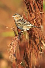 Grasshopper Sparrow