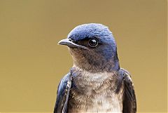Gray-breasted Martin