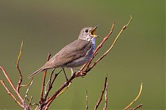 Gray-cheeked Thrush