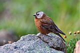 Gray-crowned Rosy-Finch