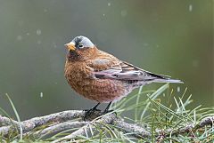 Gray-crowned Rosy-Finch