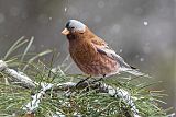 Gray-crowned Rosy-Finch