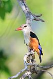 Gray-headed Kingfisherborder=