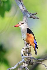 Gray-headed Kingfisher