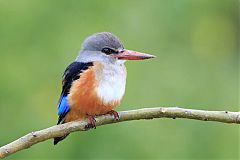 Gray-headed Kingfisher