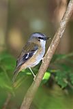 Gray-headed Robinborder=