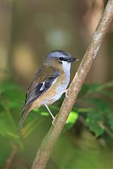 Gray-headed Robin