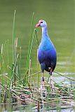 Gray-headed Swamphen