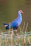 Gray-headed Swamphen