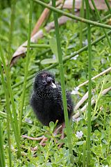 Gray-headed Swamphen