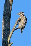 Gray-capped Woodpecker