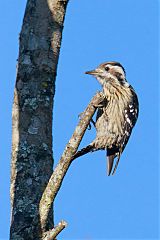 Gray-capped Pygmy Woodpecker